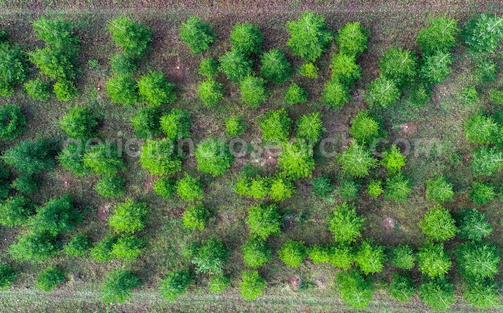 Vertical aerial photograph Tempelberg - Vertical aerial view from the satellite perspective of the row of trees on fields the Christmas tree plantation in Tempelberg in the state Brandenburg, Germany