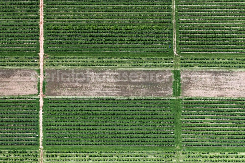 Vertical aerial photograph Saarwellingen - Vertical aerial view from the satellite perspective of the rows of trees of fruit cultivation plantation in a field in Saarwellingen in the state Saarland, Germany