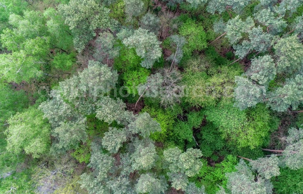 Vertical aerial photograph Sieversdorf - Vertical aerial view from the satellite perspective of the spring shoots of fresh green leaves from the tree tops in a wooded area in Sieversdorf in the state Brandenburg, Germany