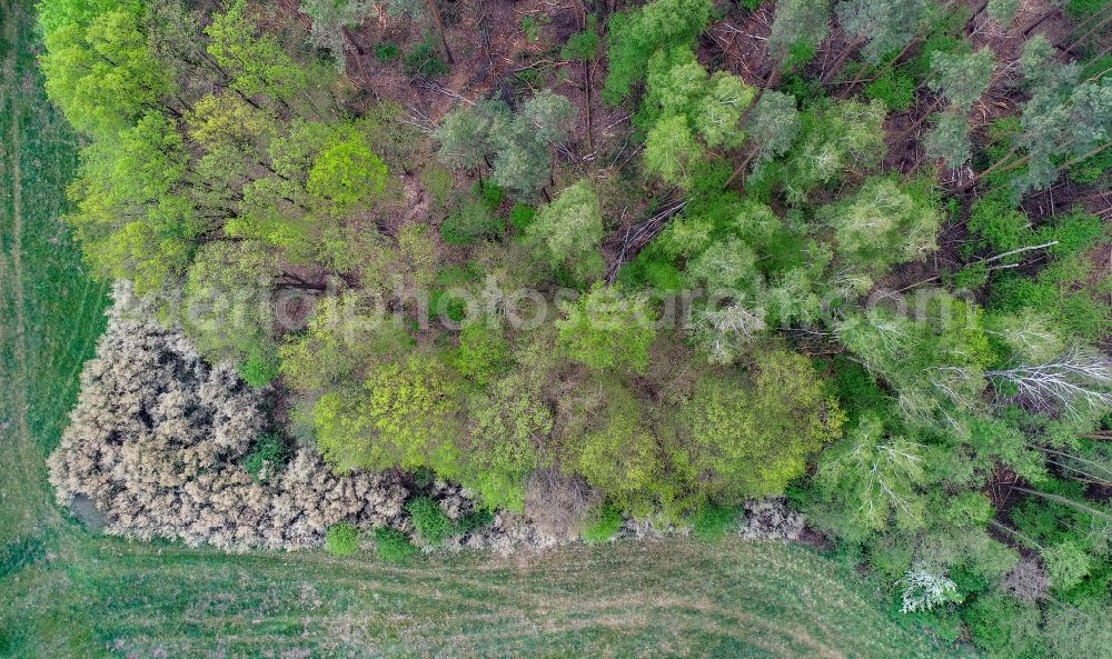 Vertical aerial photograph Sieversdorf - Vertical aerial view from the satellite perspective of the spring shoots of fresh green leaves from the tree tops in a wooded area in Sieversdorf in the state Brandenburg, Germany