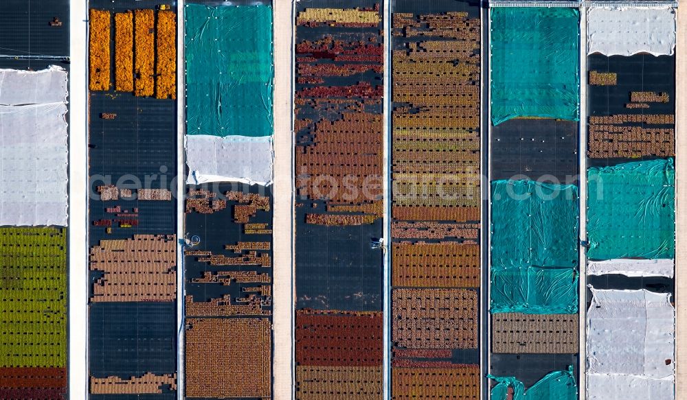 Vertical aerial photograph Erfurt - Vertical aerial view from the satellite perspective of the colorful bedding rows on a field for flowering in the district Marbach in Erfurt in the state Thuringia, Germany