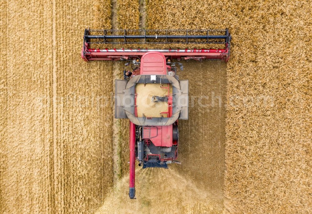 Vertical aerial photograph Göhrenz - Vertical aerial view from the satellite perspective of the harvest use of heavy agricultural machinery - combine harvesters and harvesting vehicles on agricultural fields in Goehrenz in the state Saxony, Germany