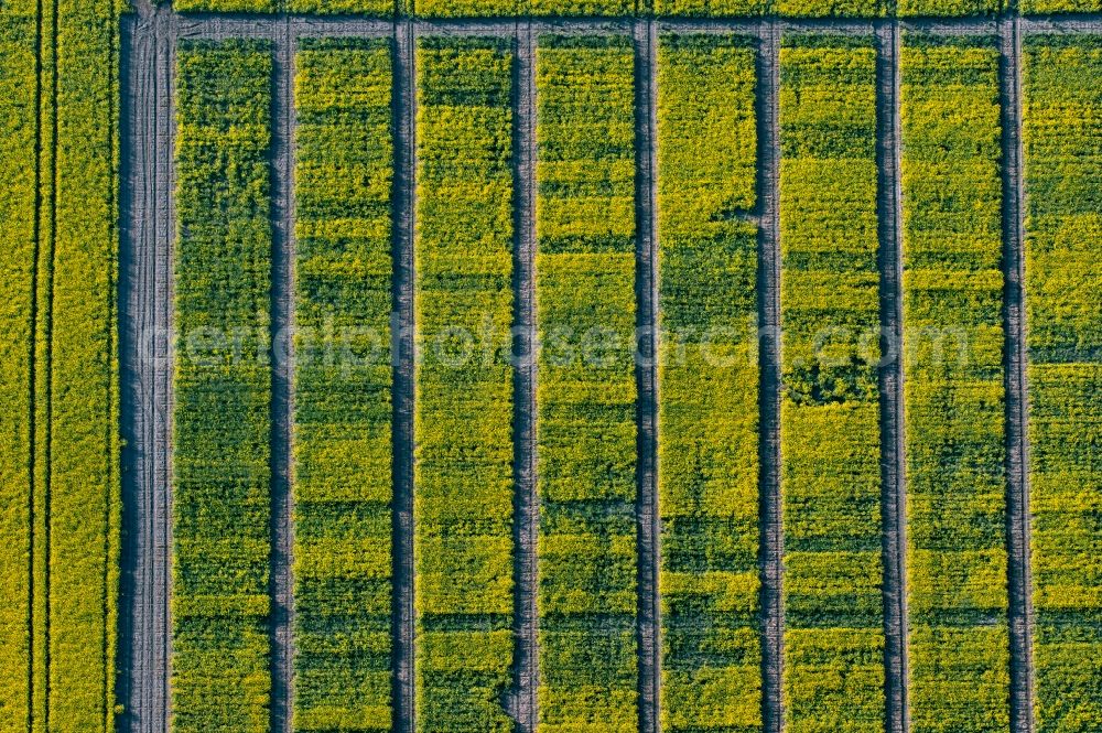 Vertical aerial photograph Gispersleben - Vertical aerial view from the satellite perspective of the field landscape yellow flowering rapeseed flowers in Gispersleben in the state Thuringia, Germany