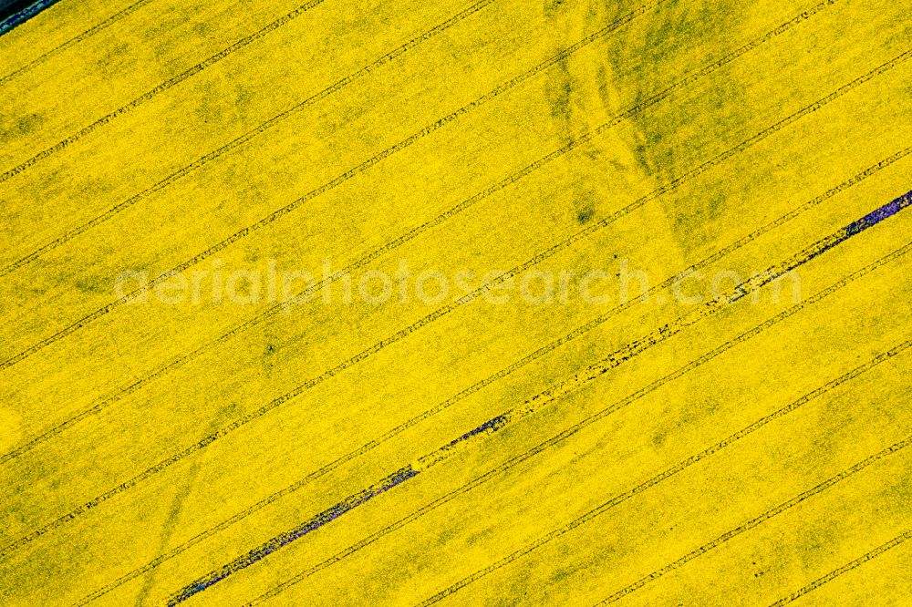 Vertical aerial photograph Oderaue - Vertical aerial view from the satellite perspective of the field landscape yellow flowering rapeseed flowers in Neukuestrinchen in the state Brandenburg, Germany
