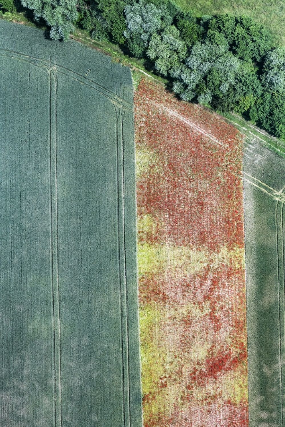 Vertical aerial photograph Erlenbach bei Kandel - Vertical aerial view from the satellite perspective of the field landscape of red blooming poppy flowers in Erlenbach bei Kandel in the state Rhineland-Palatinate, Germany