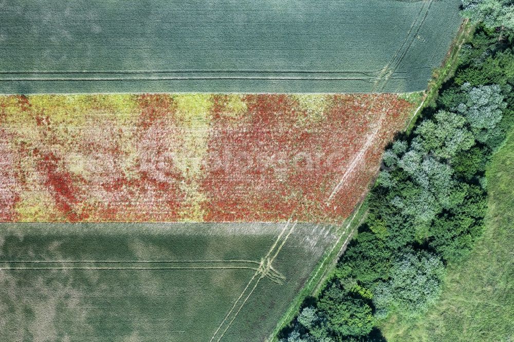 Vertical aerial photograph Erlenbach bei Kandel - Vertical aerial view from the satellite perspective of the field landscape of red blooming poppy flowers in Erlenbach bei Kandel in the state Rhineland-Palatinate, Germany