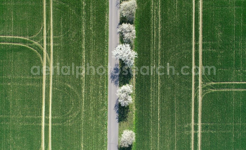 Vertical aerial photograph Zeschdorf - Vertical aerial view from the satellite perspective of the row of trees in a field edge in Zeschdorf in the state Brandenburg, Germany