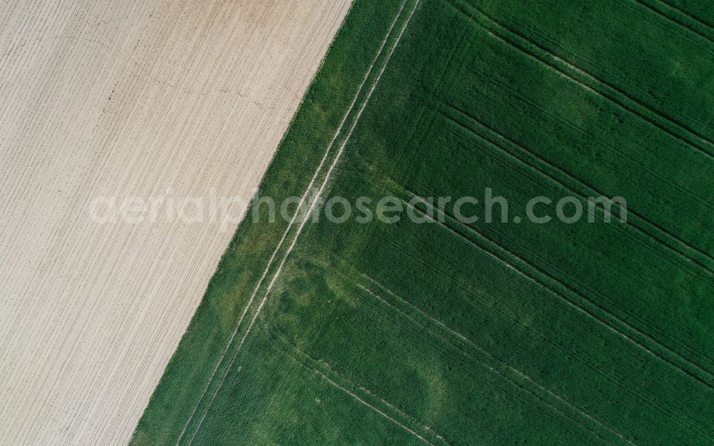 Vertical aerial photograph Petersdorf - Vertical aerial view from the satellite perspective of the young green-colored grain field structures and rows in a field in Petersdorf in the state Brandenburg, Germany