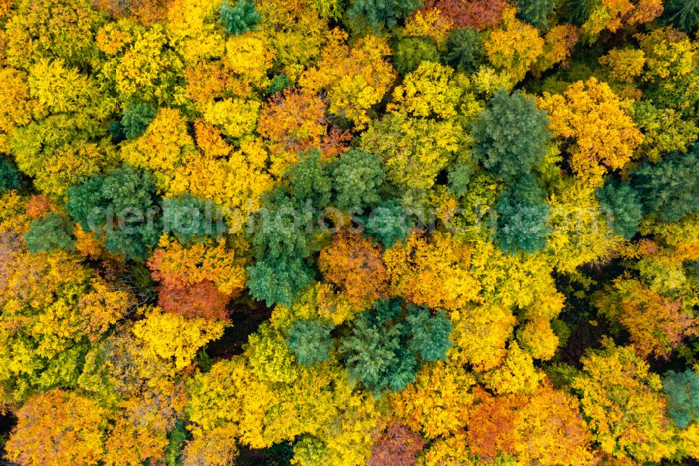 Vertical aerial photograph Eberswalde - Vertical aerial view from the satellite perspective of the autumnal discolored vegetation view treetops in a forest area in Eberswalde in the state Brandenburg, Germany