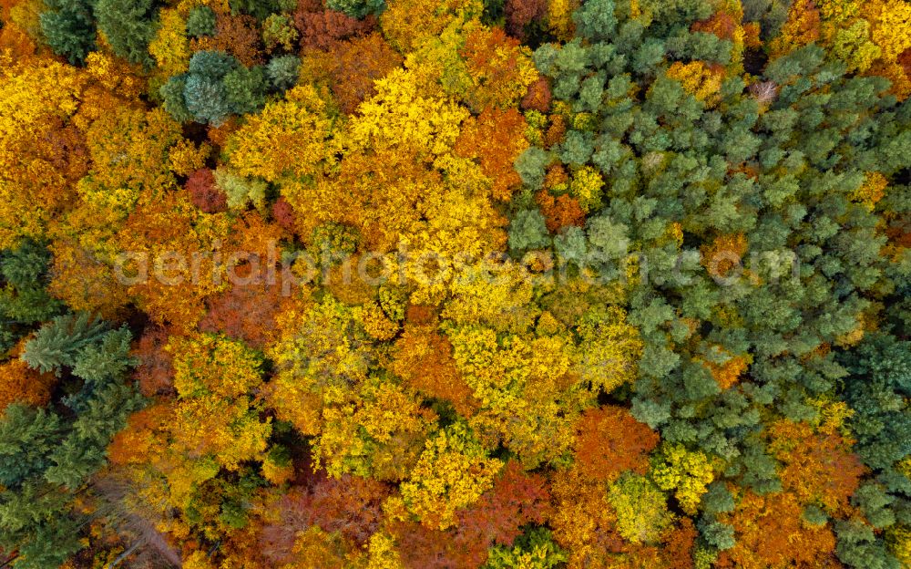 Vertical aerial photograph Eberswalde - Vertical aerial view from the satellite perspective of the autumnal discolored vegetation view treetops in a forest area in Eberswalde in the state Brandenburg, Germany