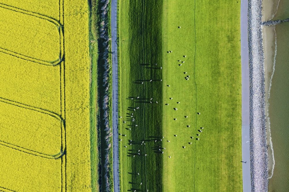 Vertical aerial photograph Westerdeichstrich - Vertical aerial view from the satellite perspective of the coastal landscape with dike protection strips in Westerdeichstrich with rapeseed field and sheep on the dike in the state Schleswig-Holstein, Germany