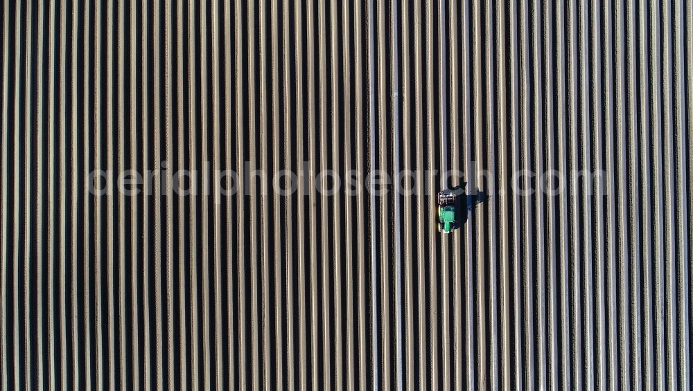 Vertical aerial photograph Beelitz - Vertical aerial view from the satellite perspective of the rows with asparagus growing on field surfaces in Beelitz in the state Brandenburg, Germany
