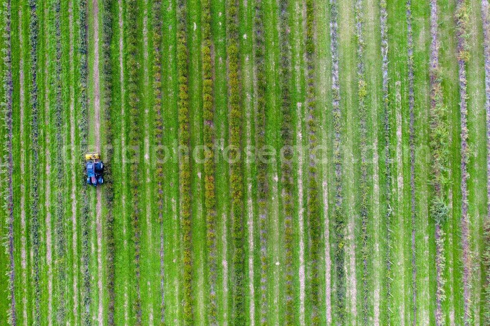 Vertical aerial photograph Ludwigslust - Vertical aerial view from the satellite perspective of the structures on agricultural fields a berry plantation in Ludwigslust in the state Mecklenburg - Western Pomerania, Germany