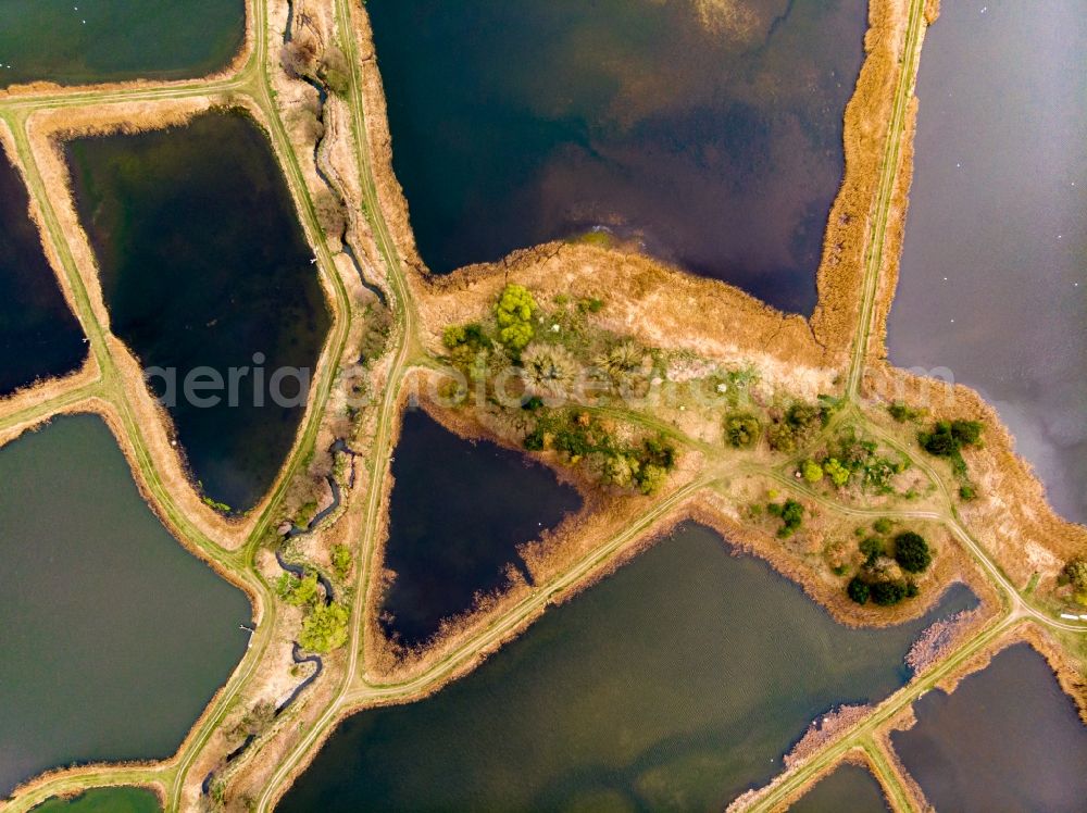Vertical aerial photograph Angermünde - Vertical aerial view from the satellite perspective of the shore areas of the ponds for fish farming Fischteiche Blumberger Muehle in Angermuende in the state Brandenburg