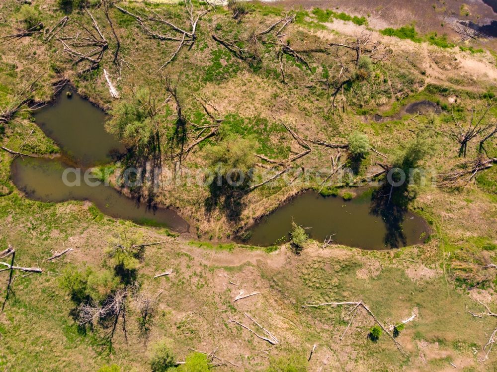 Vertical aerial photograph Küstriner Vorland - Vertical aerial view from the satellite perspective of the curved loop of the riparian zones on the course of the river Oder in Kuestriner Vorland in Lubuskie Lebus, Poland