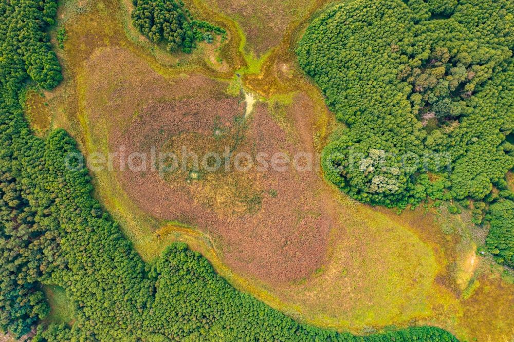 Vertical aerial photograph Althüttendorf - Vertical aerial view from the satellite perspective of the forests on the shores of Lake Flacher Bugsinsee in Althuettendorf in the state Brandenburg, Germany